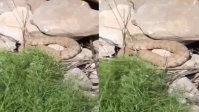 Hakkari’nin Durankaya beldesine bağlı Pınarbaşı bölgesinde koca engerek yılanı görüntülendi.