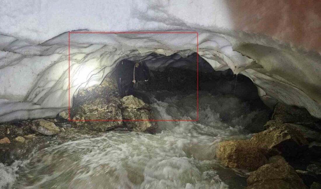 Hakkari’de dere yatağındaki kar mağarasına düşerek mahsur kalan bir tosun,
