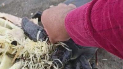 Hatay Büyükşehir Belediyesi personelince, Samandağ ilçesi sahilinde çuvala dolanan yeşil