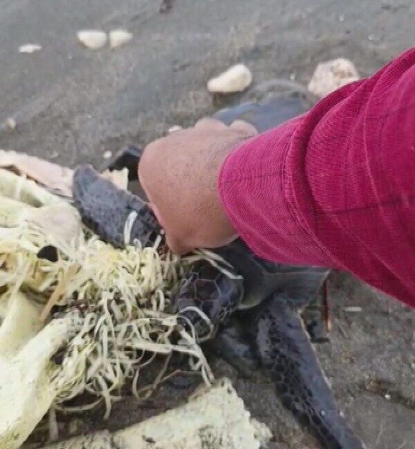 Hatay Büyükşehir Belediyesi personelince, Samandağ ilçesi sahilinde çuvala dolanan yeşil