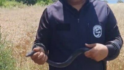 Hatay’da ‘Yılancı Kemal’ olarak tanınan Kemal Başer, yaşlı teyzenin evine
