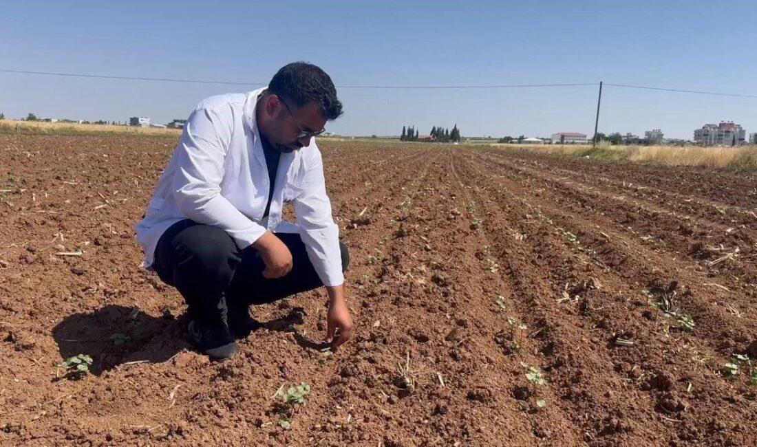 Şanlıurfa’da buğday, arpa ve mercimek gibi hububatların hasadı sonrası kaçan
