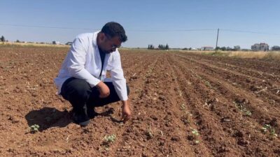 Şanlıurfa’da buğday, arpa ve mercimek gibi hububatların hasadı sonrası kaçan