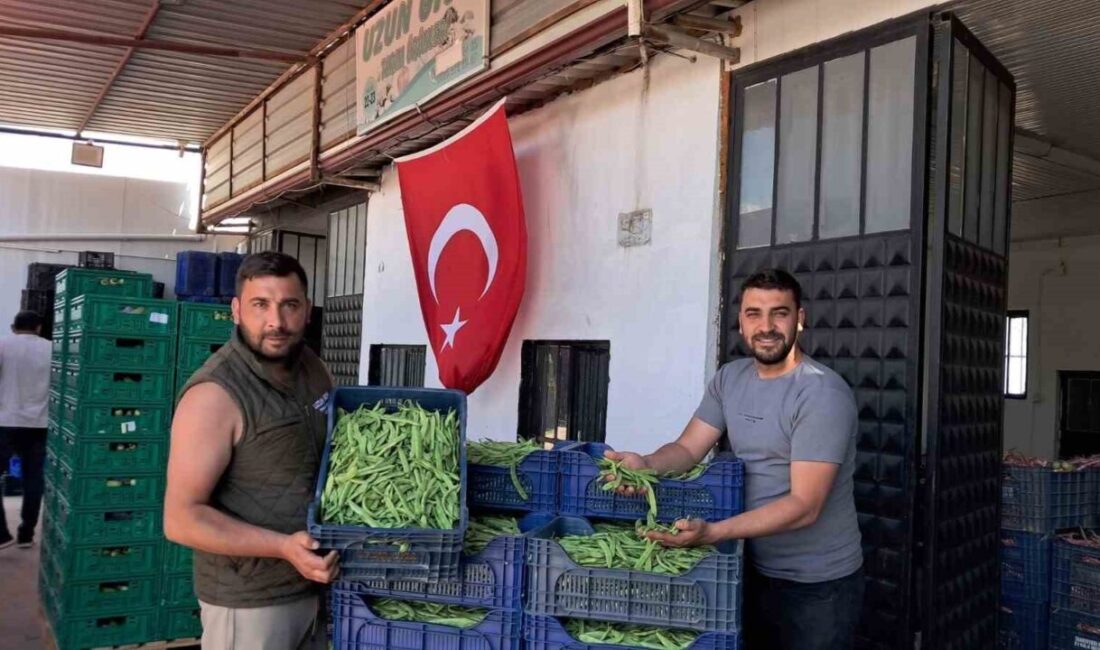 Bursa’nın İznik ilçesine bağlı Boyalıca Mahallesi’nde yörenin önemli tarım ürünlerinden