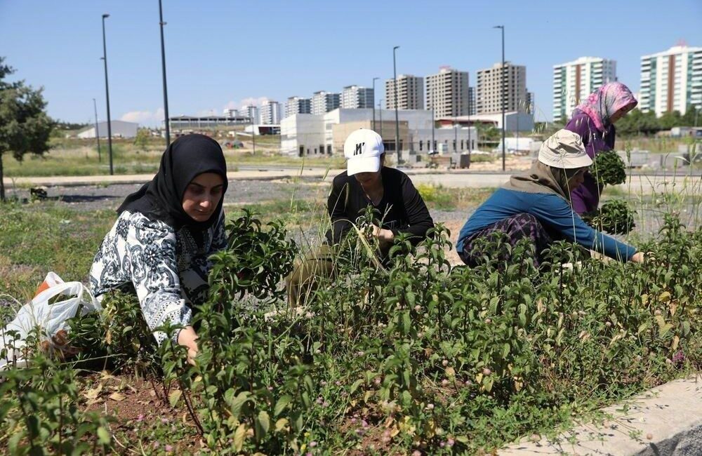 Diyarbakır Büyükşehir Belediyesinin kadın yaşam merkezlerinde yürüttüğü Tıbbi ve Aromatik