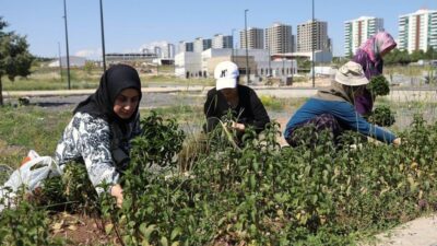 Diyarbakır Büyükşehir Belediyesinin kadın yaşam merkezlerinde yürüttüğü Tıbbi ve Aromatik
