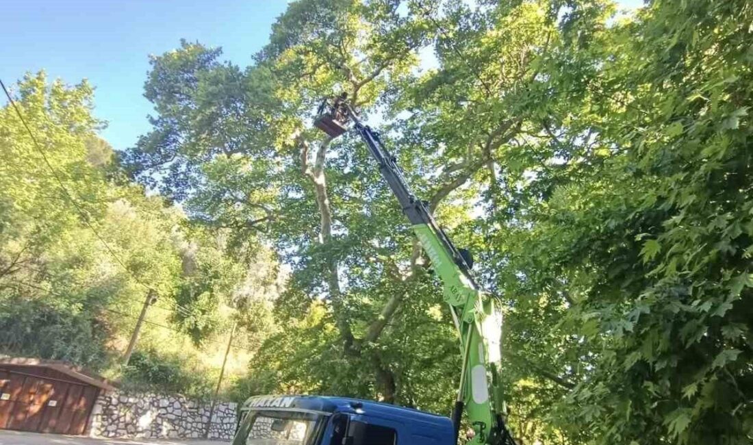 Aydın’ın Karacasu ilçesinde bulunan Kahvederesi ve Nacıpınar yaylalarındaki anıt ağaçların