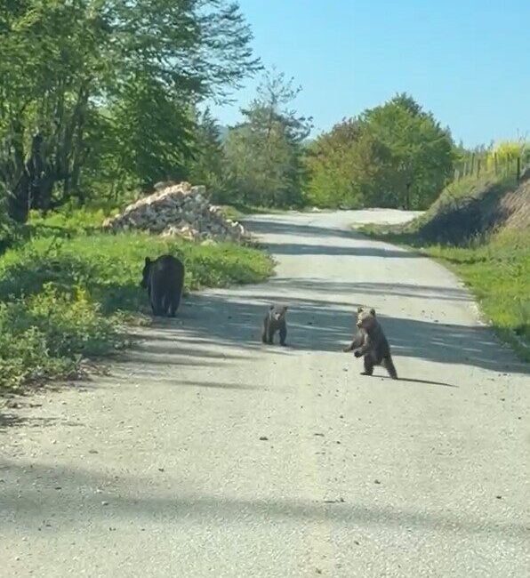 DÜZCE(İHA) – Düzce’nin Yığılca ilçesinde gezintiye çıkan 2 kardeş, yolda