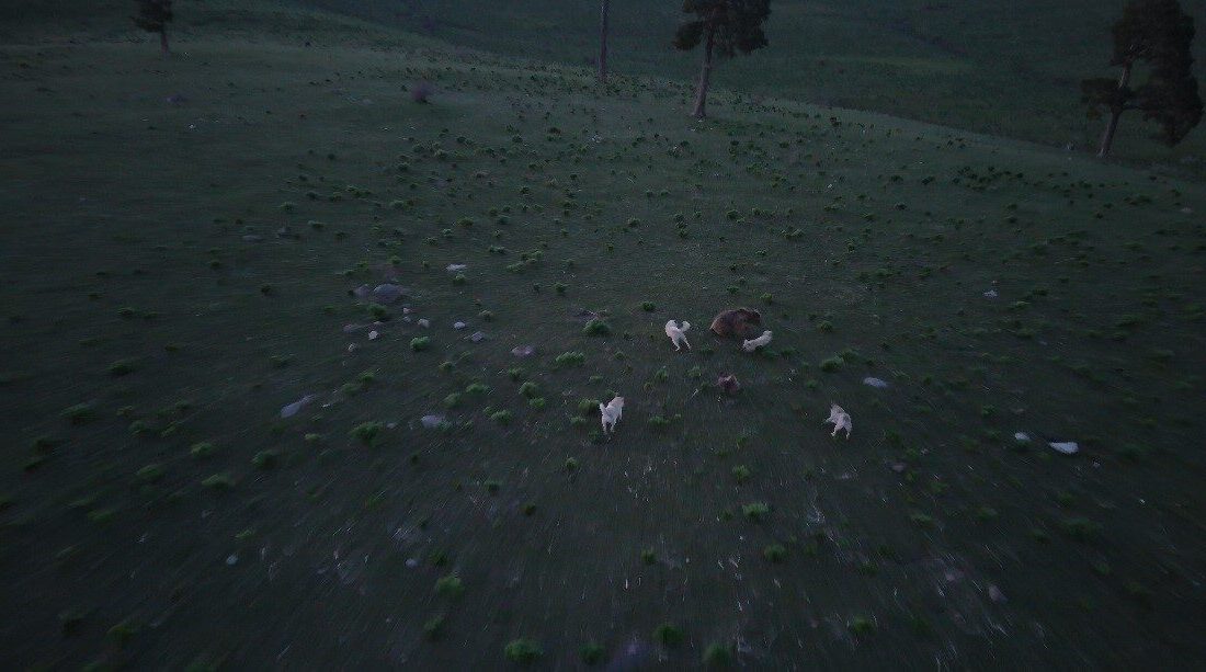 Kars’ta bir grup köpeğin saldırısına uğrayan boz ayının hayatta kalma