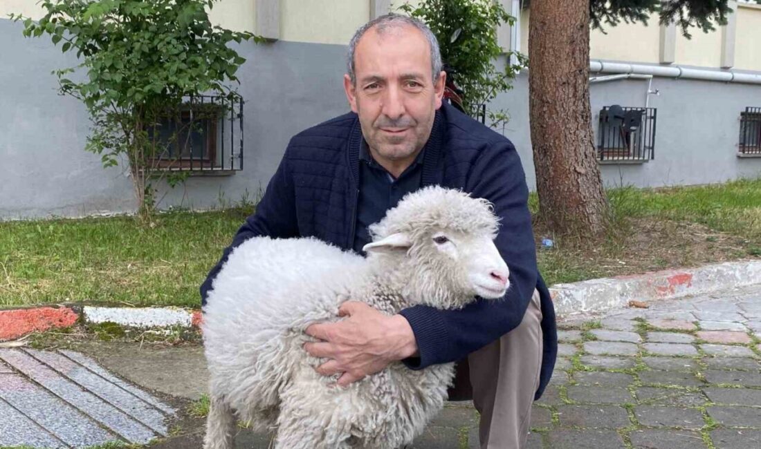 Samsun’un Kavak ilçesinde adliyede görev yapan Mecit Uzun’un sahiplendiği kuzu,