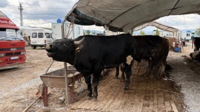 Kayseri’de Kurban Bayramı’nda 19 bin 322’i büyükbaş, 33 bin 965