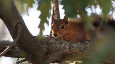 Erzincan’ın Refahiye ilçesi Dumanlı Tabiat parkında pikniğe giden aileye Kızıl