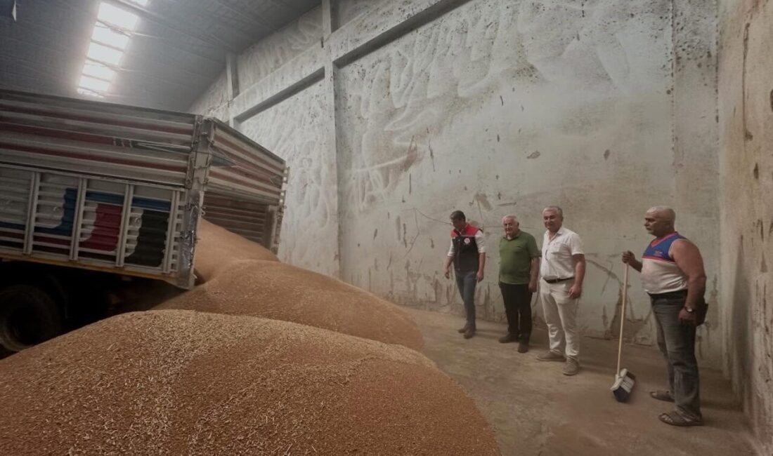 Aydın’ın Koçarlı ilçesinde hububat hasat sezonunun başlamasıyla birlikte yılın ilk