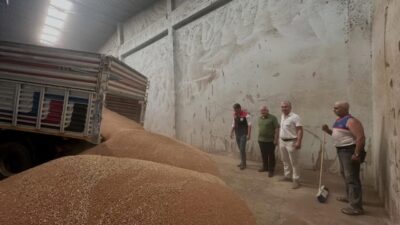 Aydın’ın Koçarlı ilçesinde hububat hasat sezonunun başlamasıyla birlikte yılın ilk