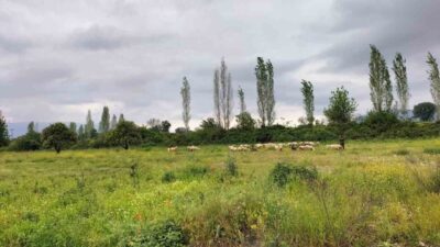 Muğla’nın Köyceğiz ilçesinde yağışların bol olması ot verimini artırdı. Bu
