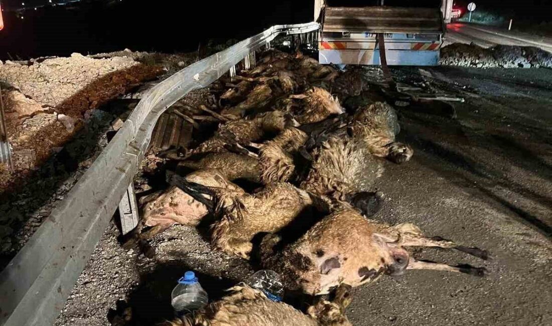 Erzincan’ın İliç ilçesinde küçükbaş hayvan yüklü tırın devrilmesi sonucu 60