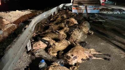 Erzincan’ın İliç ilçesinde küçükbaş hayvan yüklü tırın devrilmesi sonucu 60