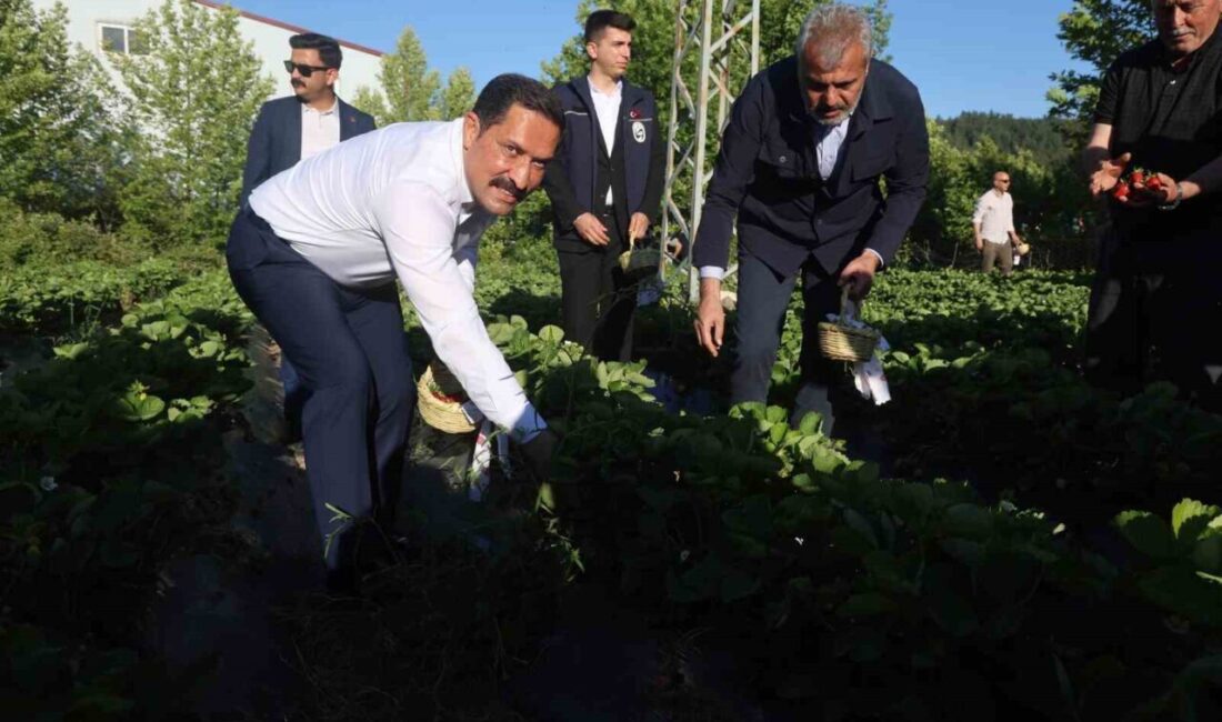 Hatay’da 4 bin 300 dekar alanda ekimi yapılan ve yurt