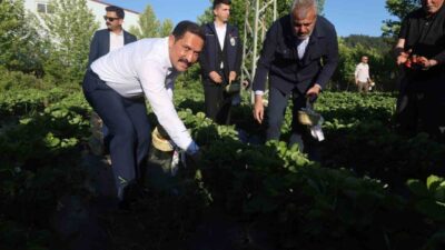 Hatay’da 4 bin 300 dekar alanda ekimi yapılan ve yurt