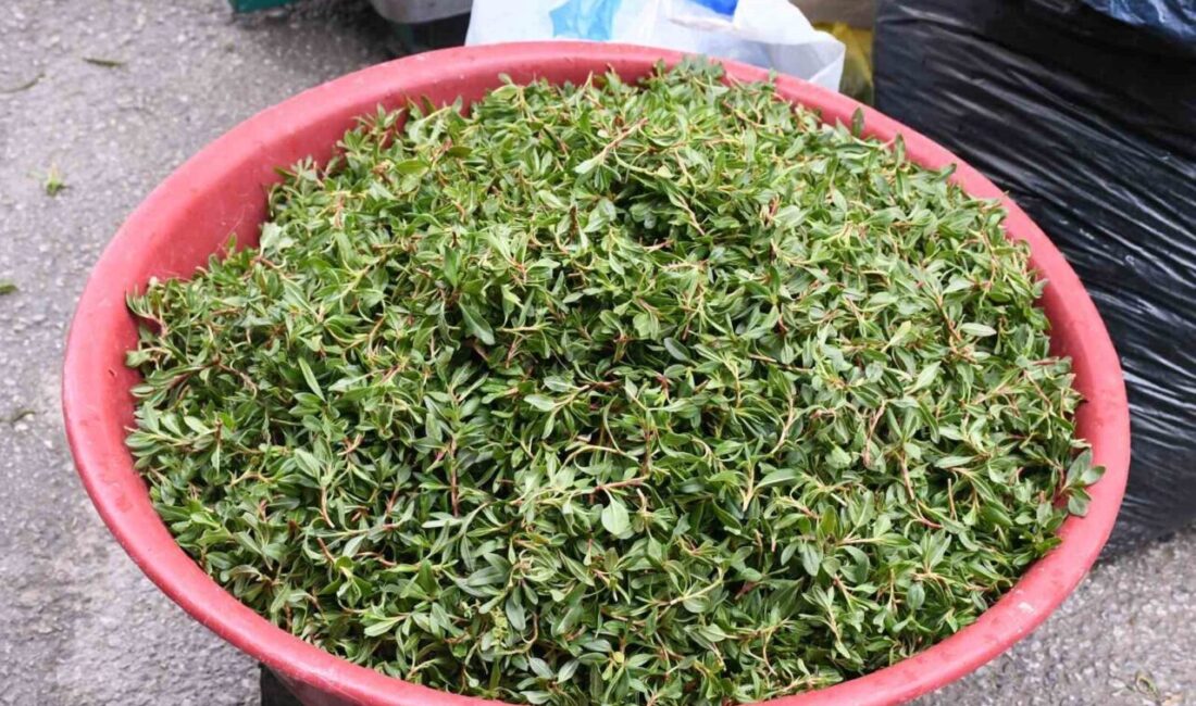 Yozgat’ta kırsal alanlarda kendiliğinden yetişen madımak otu toplama mesaisi devam