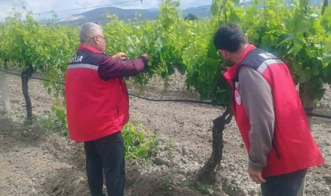 Türkiye’nin en önemli tarım merkezlerinden biri olan Manisa’da ekipler tarafından