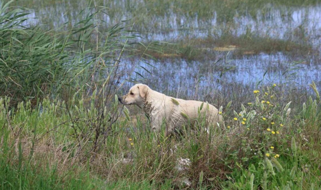 Hatay’ın Samandağ ilçesinde bulunan Milleyha Sulak Alanı’na 5 yavru köpeği