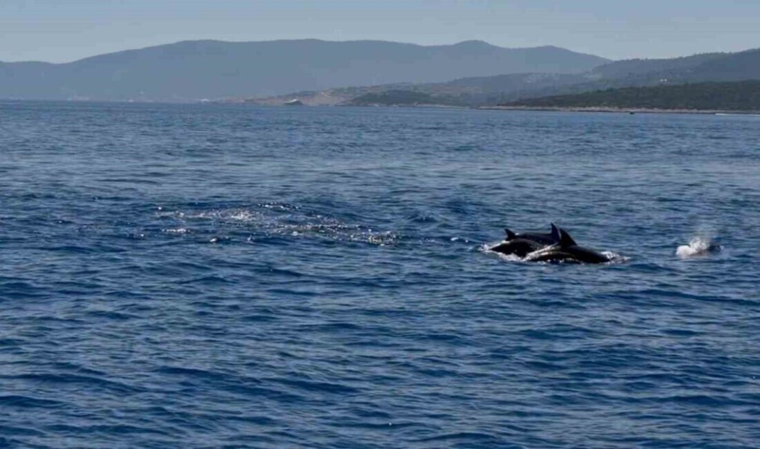 Muğla’nın Bodrum ilçesinde hayalet ağ temizliği çalışmaları sırasında ortaya çıkan