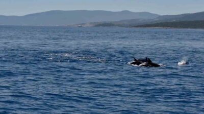 Muğla’nın Bodrum ilçesinde hayalet ağ temizliği çalışmaları sırasında ortaya çıkan