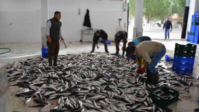 Başta su ürünleri, bal, börülce gibi ürünlerde Türkiye’de üretim ve