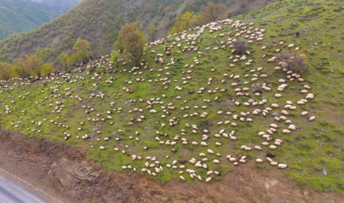 Muş’ta kış mevsiminin sert geçmesi nedeniyle sonbaharda küçükbaş hayvanlarını daha
