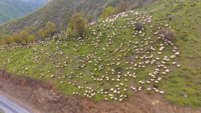Muş’ta kış mevsiminin sert geçmesi nedeniyle sonbaharda küçükbaş hayvanlarını daha