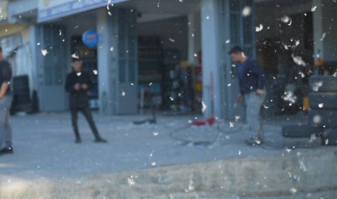 MUŞ (İHA) – Muş’ta yaz mevsimiyle birlikte kavak ağaçlarından yayılan
