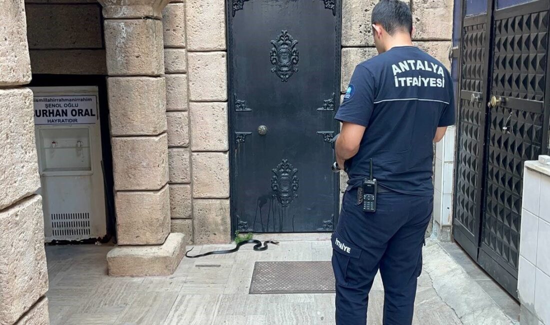 Antalya’da bir caminin abdest alınan kısmına gelen 1,5 metrelik siyah