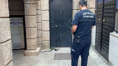 Antalya’da bir caminin abdest alınan kısmına gelen 1,5 metrelik siyah