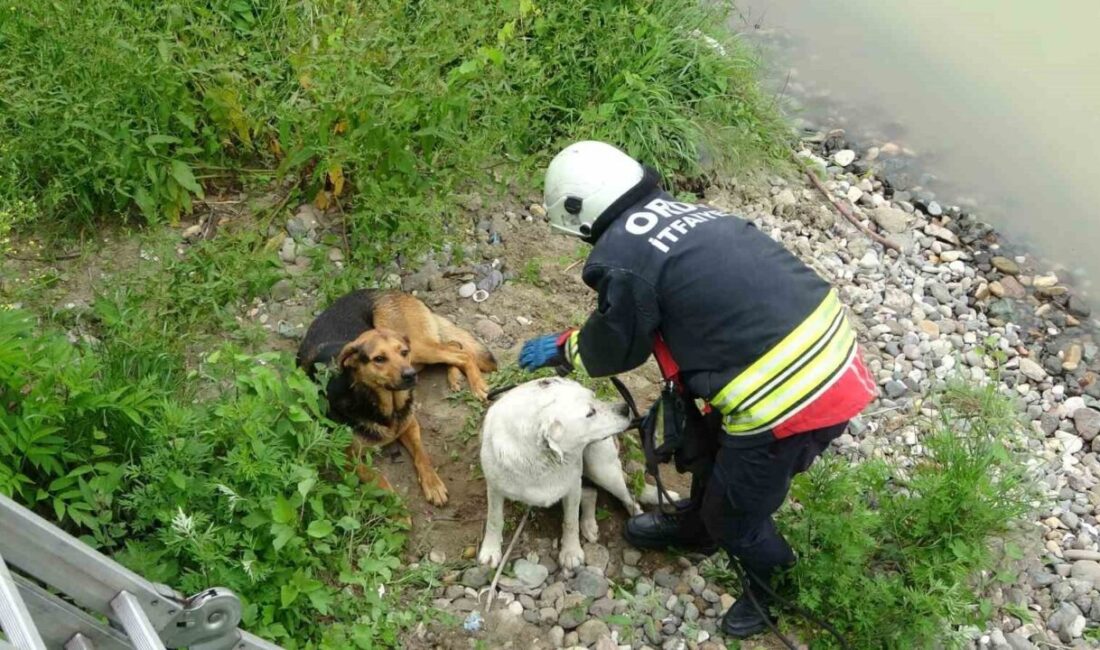Ordu’da ırmak yatağında mahsur kalan köpekler, itfaiye ekiplerinin çalışması sonucu