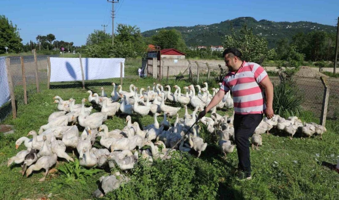 Ordu Büyükşehir Belediyesi’nin alım garantili olarak yürüttüğü kaz yetiştiriciliği projesi