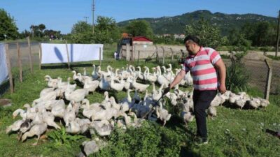 Ordu Büyükşehir Belediyesi’nin alım garantili olarak yürüttüğü kaz yetiştiriciliği projesi