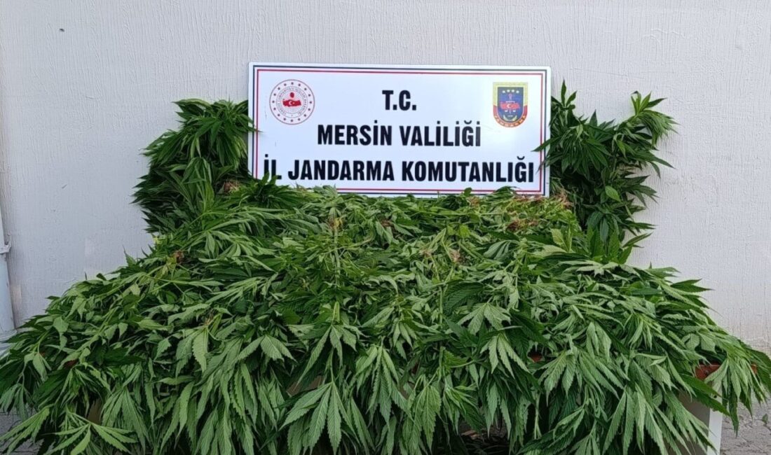 Mersin’in Bozyazı ilçesi sınırlarında ormanlık alanda yasa dışı kenevir ekimi