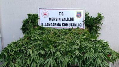 Mersin’in Bozyazı ilçesi sınırlarında ormanlık alanda yasa dışı kenevir ekimi