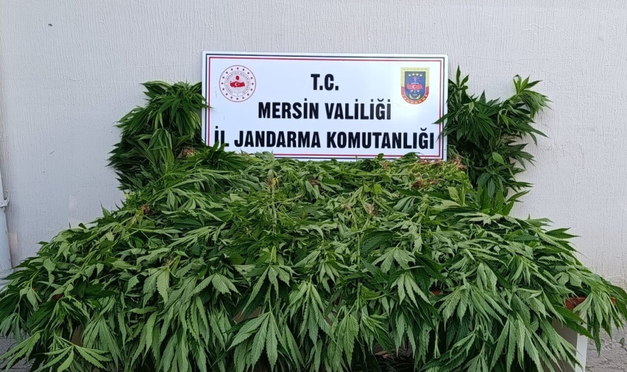Mersin’in Bozyazı ilçesi sınırlarında ormanlık alanda yasa dışı kenevir ekimi