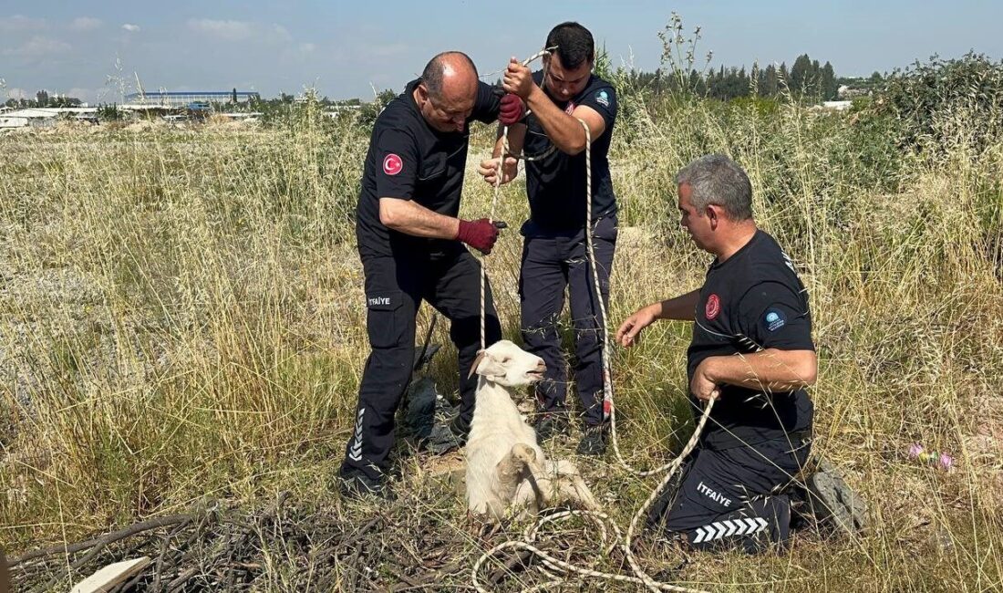 Antalya’nın Aksu ilçesinde otladığı sırada kanalizasyon çukuruna düşen oğlak, itfaiye