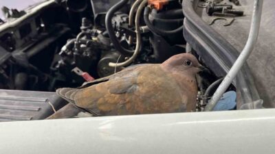İstanbul Bağcılar’da, motoru tamir edilen otomobilin üstüne kumru yuva yaptı.