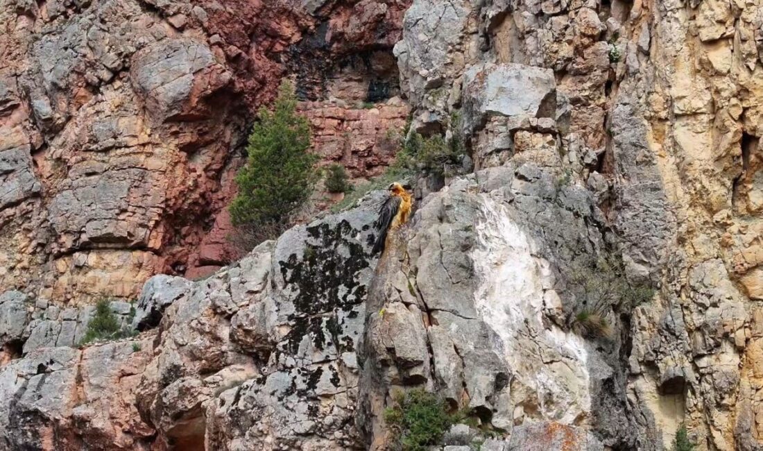 Gümüşhane’nin yüksek rakımlı dağlarında görüntülenen sakallı akbaba, Doğa Koruma ve