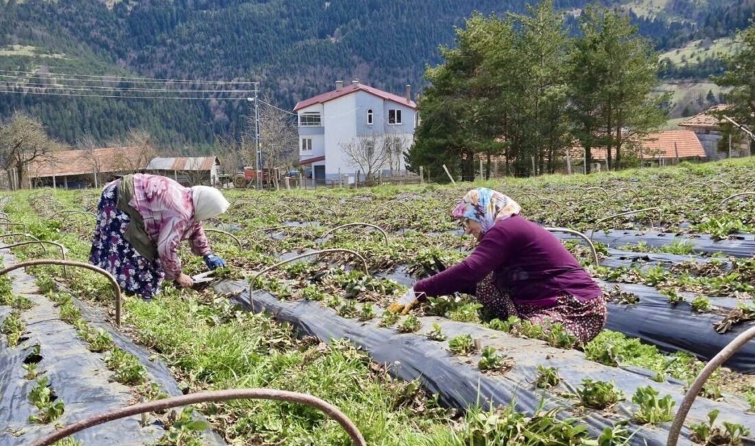 Samsun Büyükşehir Belediyesi, son üç yılda tarımsal üretimin artırılması amacıyla