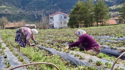 Samsun Büyükşehir Belediyesi, son üç yılda tarımsal üretimin artırılması amacıyla