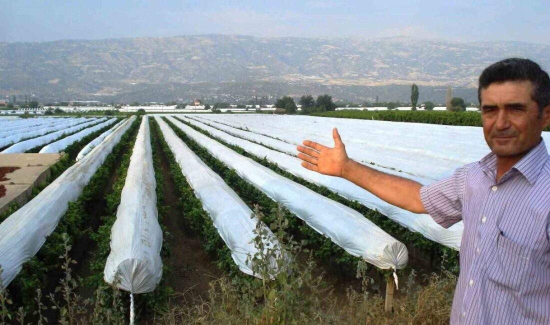 Manisa’nın Sarıgöl ilçesinde dünyaca ünlü Sultaniye üzüm bağlarını sıcak, dolu,