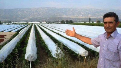 Manisa’nın Sarıgöl ilçesinde dünyaca ünlü Sultaniye üzüm bağlarını sıcak, dolu,