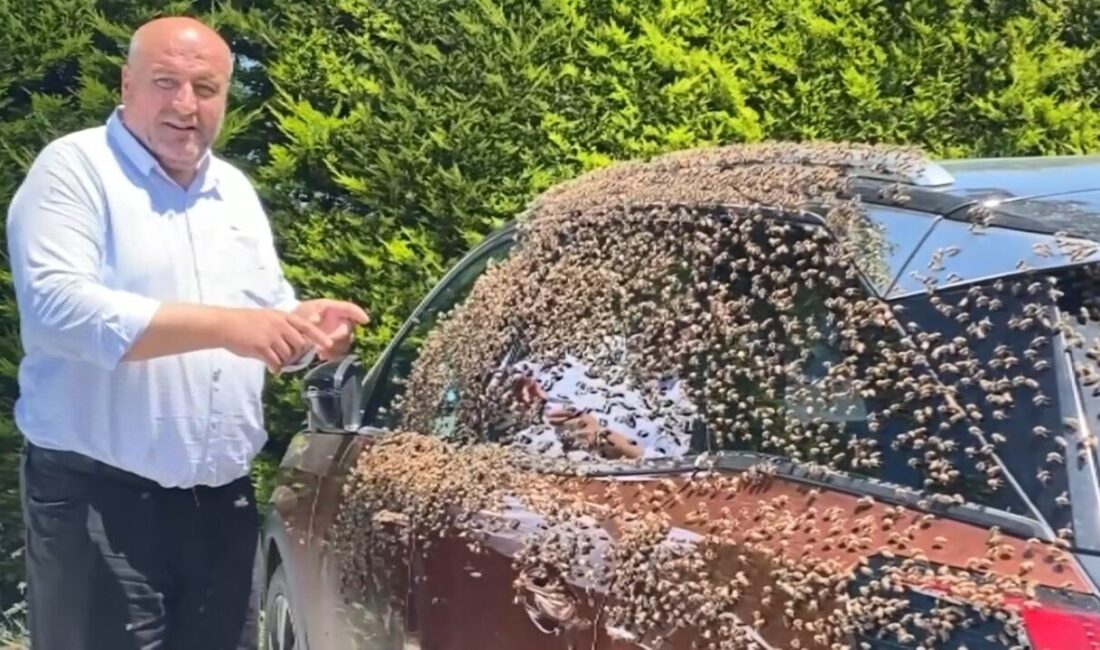 Ordu’nun Altınordu ilçesinde ‘oğul atan’ arılar, şehir merkezinde bulunan bir