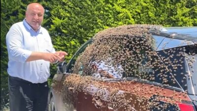 Ordu’nun Altınordu ilçesinde ‘oğul atan’ arılar, şehir merkezinde bulunan bir