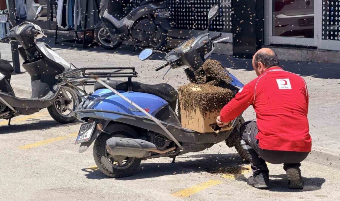 Erzincan kent merkezinde oğul veren bal arıları, bir süre havada